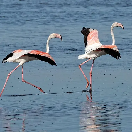 Appartamento 3p, Terrasse, 6 Pers, Piscine, Garage, Proche Et Commerces - Fr-1-307-94 *